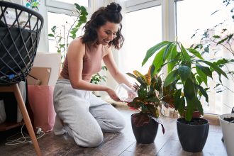 10 piante da interno che purificano l'ambiente